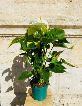 Anthurium