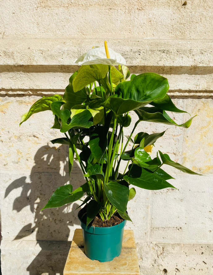 Anthurium Anthurium