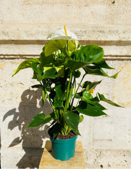 Anthurium