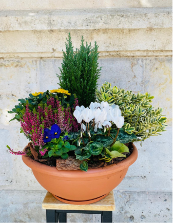 Centro de Plantas Grande - Especial Día de los Santos