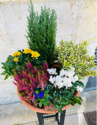 Centro de Plantas Grande - Especial Día de los Santos 2