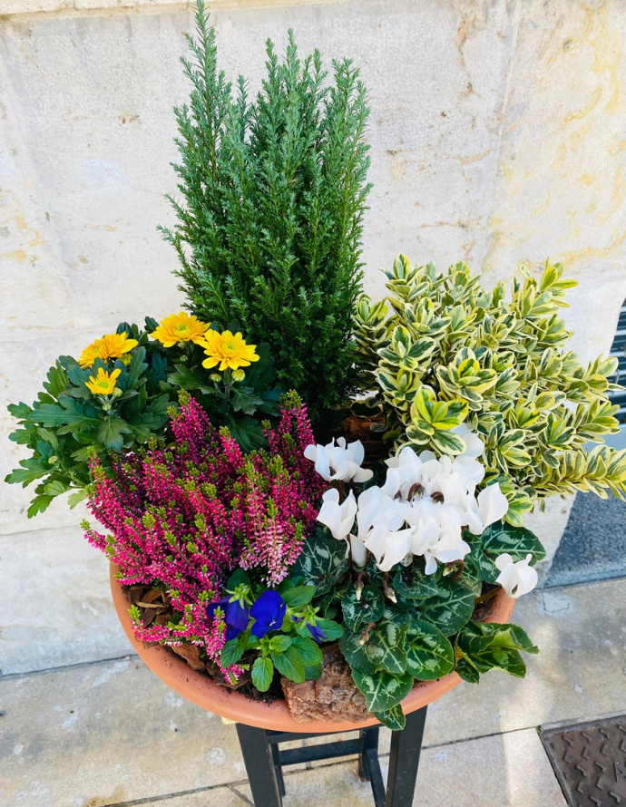 Centro de Plantas Grande - Especial Día de los Santos Centro de Plantas Grande - Especial Día de los Santos