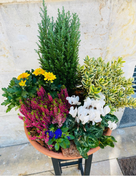 Centro de Plantas Grande - Especial Día de los Santos