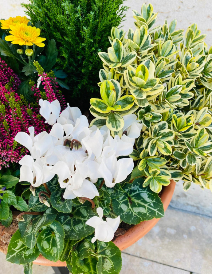 Centro de Plantas Grande - Especial Día de los Santos Centro de Plantas Grande - Especial Día de los Santos