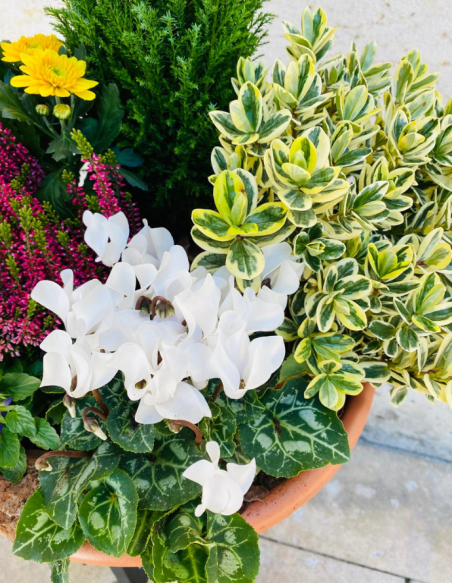 Centro de Plantas Grande - Especial Día de los Santos