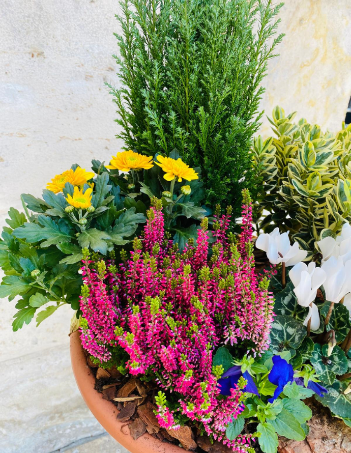 Centro de Plantas Grande - Especial Día de los Santos Centro de Plantas Grande - Especial Día de los Santos