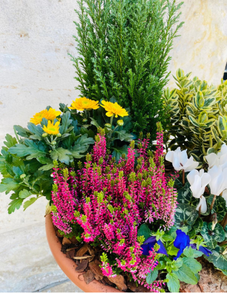 Centro de Plantas Grande - Especial Día de los Santos