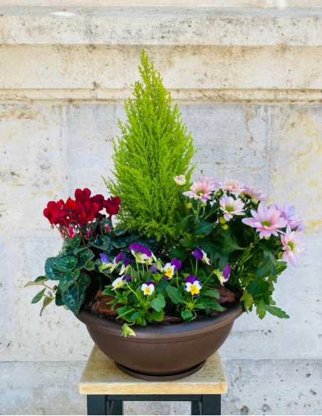 Centro de Plantas Mediano - Especial Día de los Santos