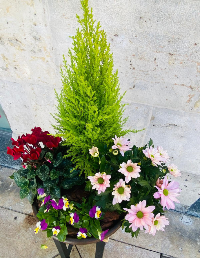 Centro de Plantas Mediano - Especial Día de los Santos Centro de Plantas Mediano - Especial Día de los Santos