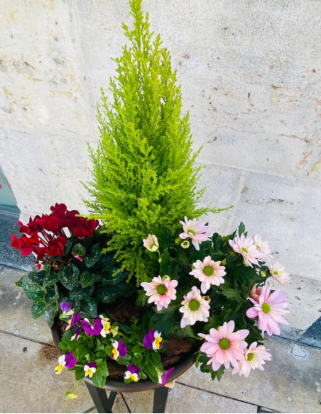 Centro de Plantas Mediano - Especial Día de los Santos