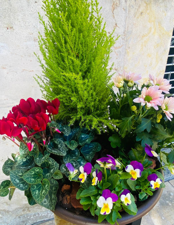 Centro de Plantas Mediano - Especial Día de los Santos Centro de Plantas Mediano - Especial Día de los Santos