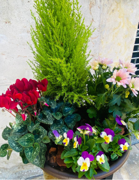 Centro de Plantas Mediano - Especial Día de los Santos