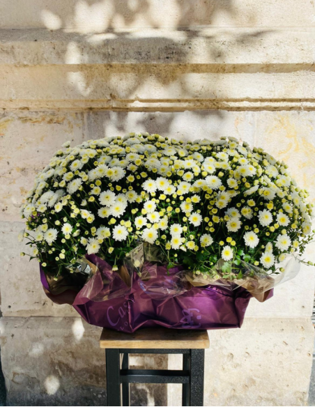 Jardinera Crisantemos Blancos