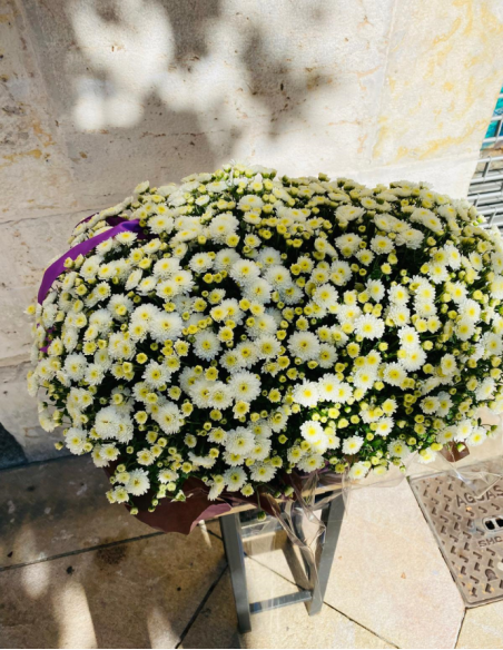 Jardinera Crisantemos Blancos