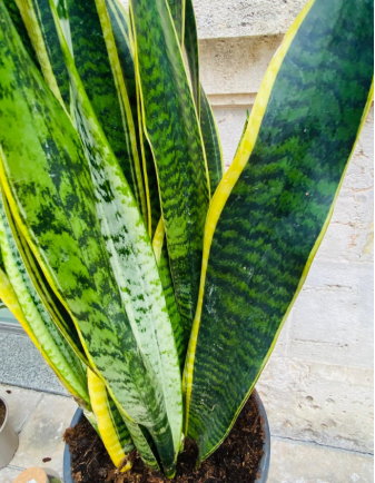 Sansevieria 2