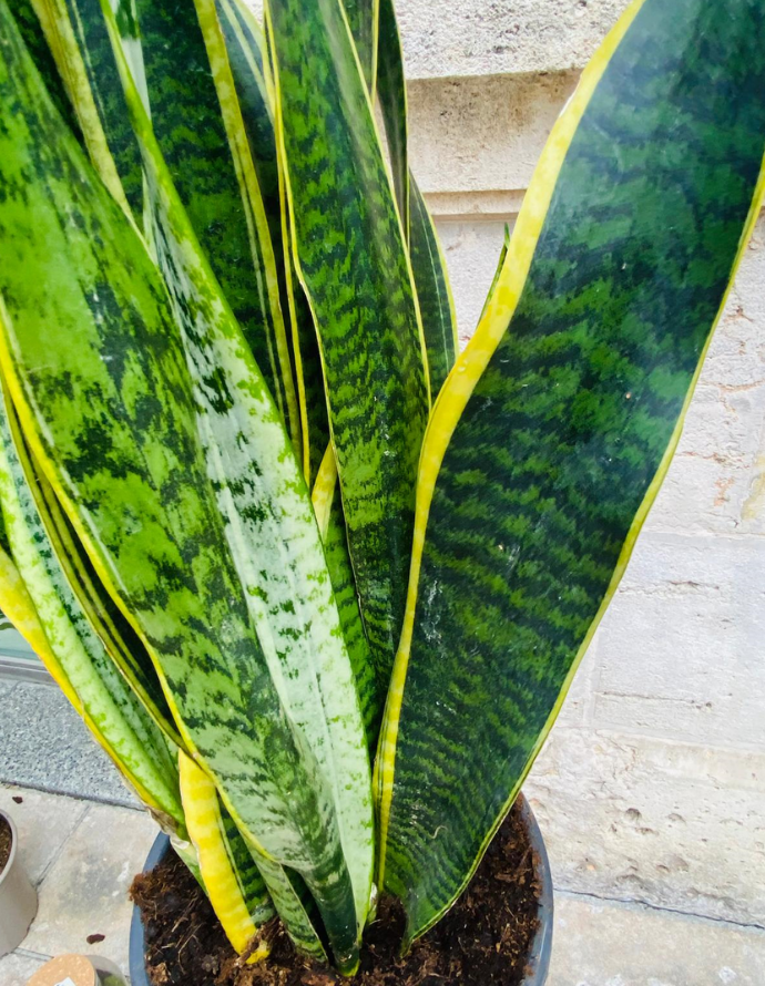 Sansevieria