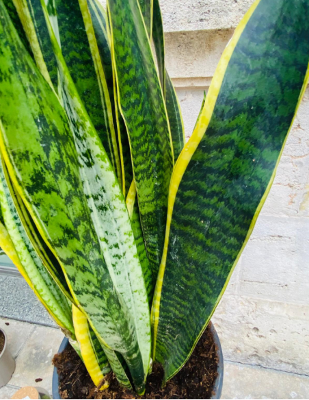 Sansevieria