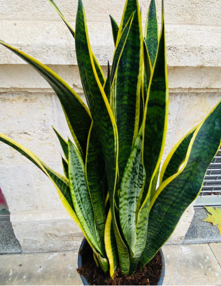Sansevieria