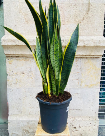 Sansevieria
