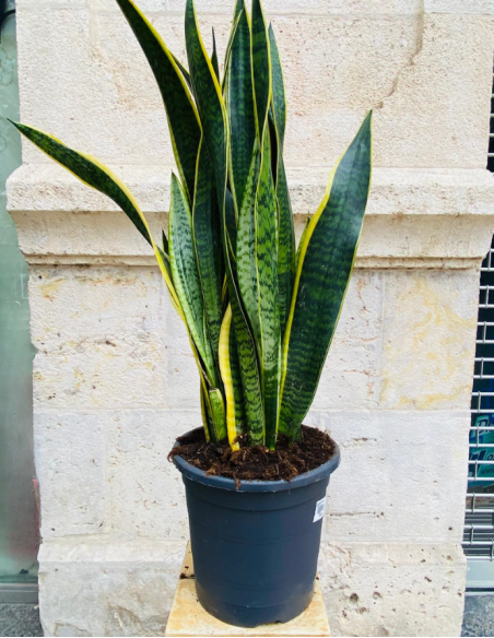 Sansevieria