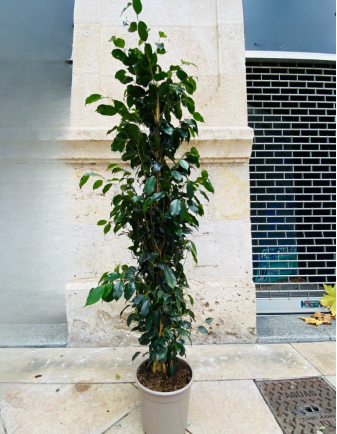 Ficus
