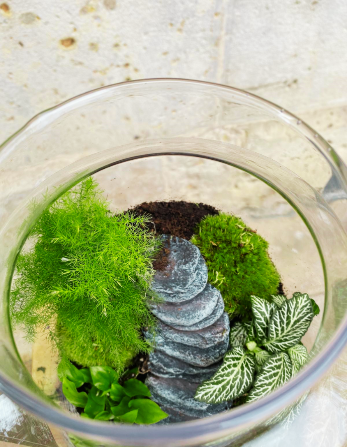 Terrarium Grande