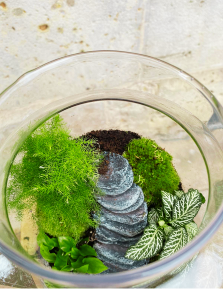 Terrarium Grande