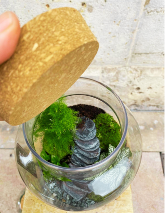 Terrarium Grande 2