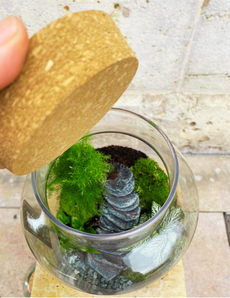 Terrarium Grande