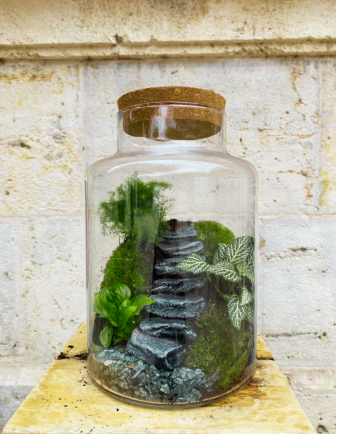 Terrarium Grande