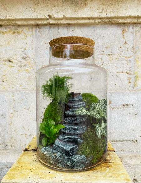 Terrarium Grande