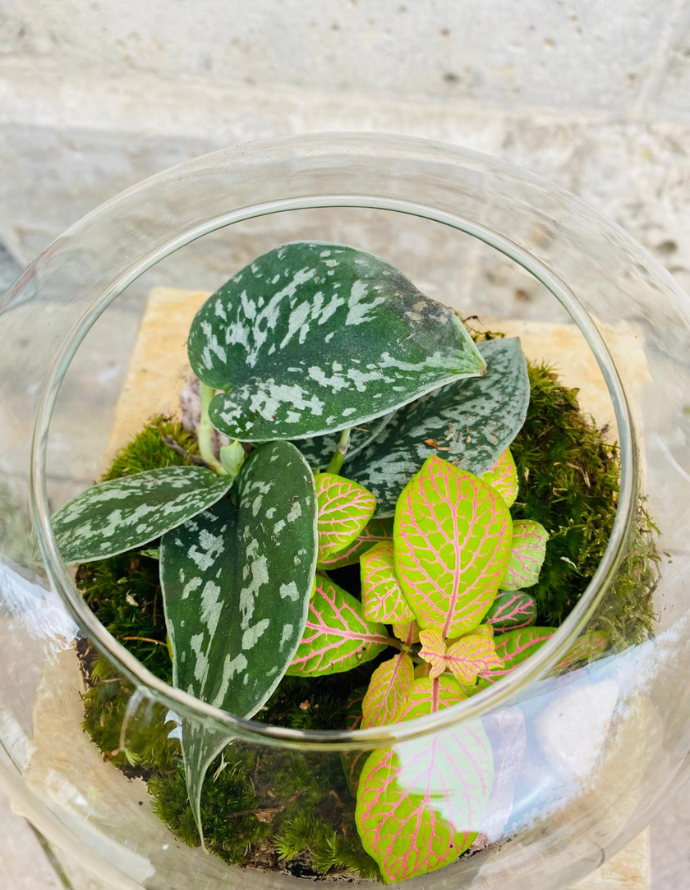 Terrarium Pequeño