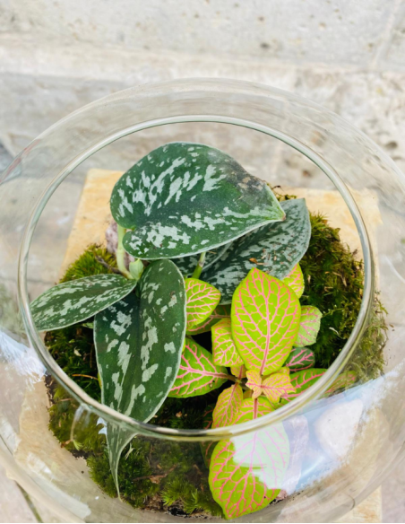 Terrarium Pequeño