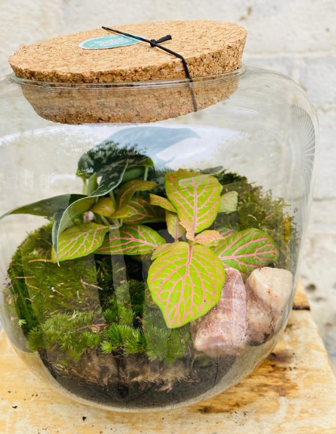 Terrarium Pequeño