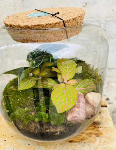 Terrarium Pequeño