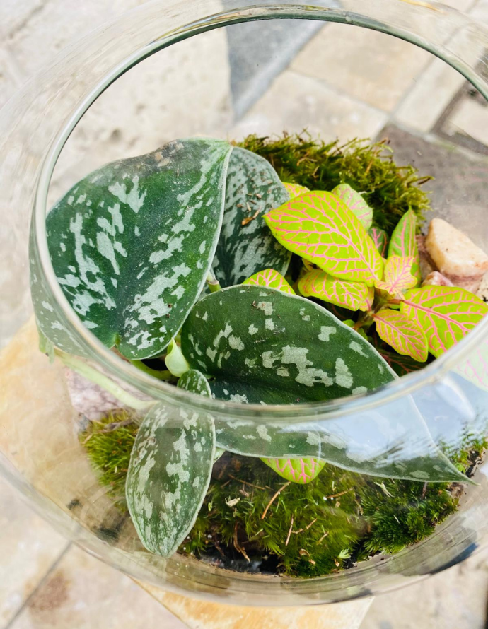 Terrarium Pequeño