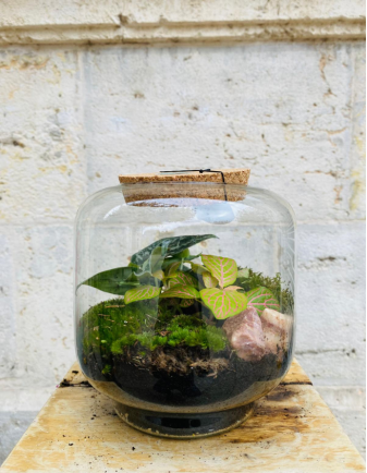 Terrarium Pequeño