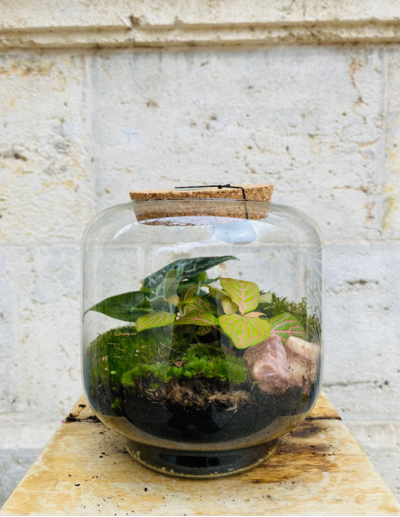 Terrarium Pequeño