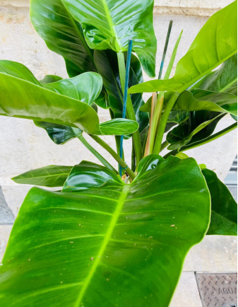 Filodendro Imperial 2