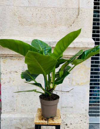 Filodendro Imperial