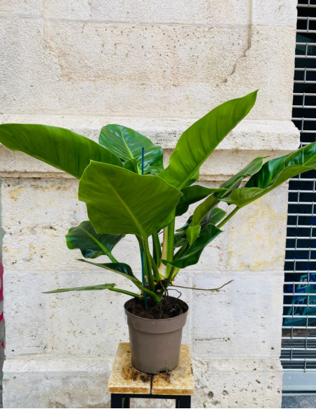 Filodendro Imperial
