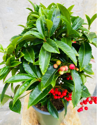 Ardisia Crenata 2