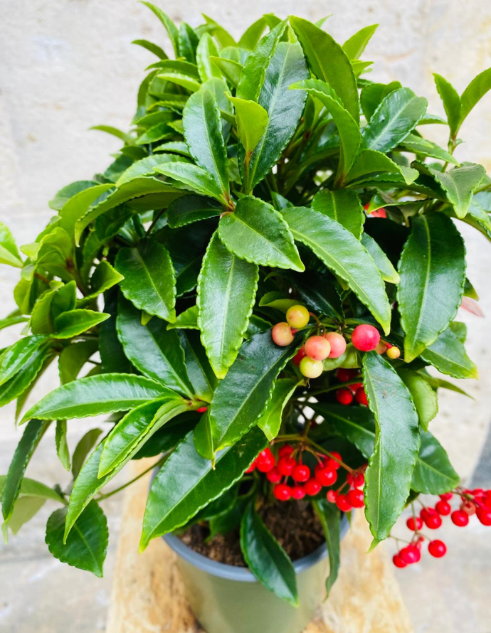 Ardisia Crenata