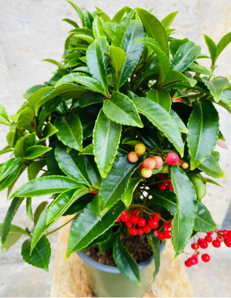 Ardisia Crenata