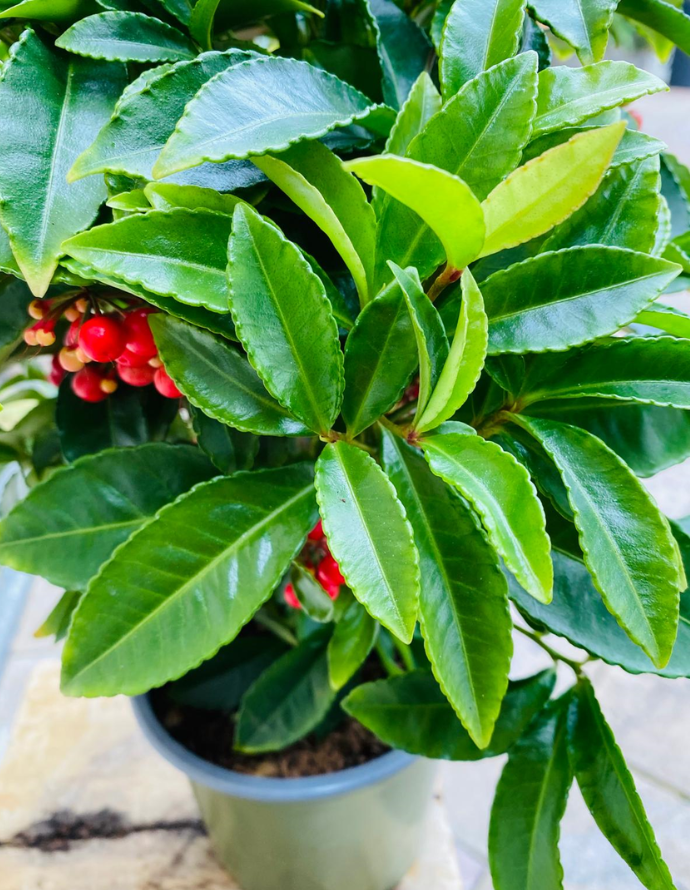 Ardisia Crenata