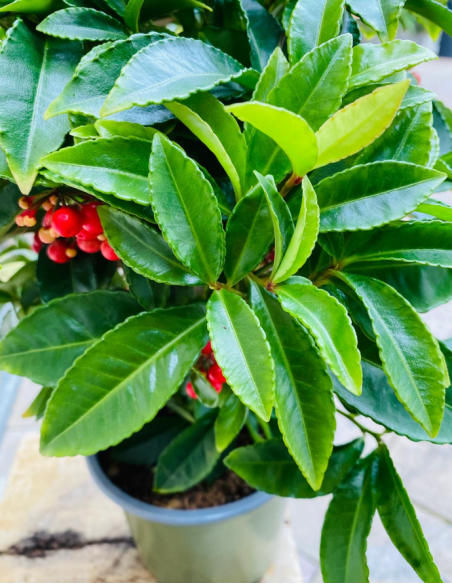 Ardisia Crenata