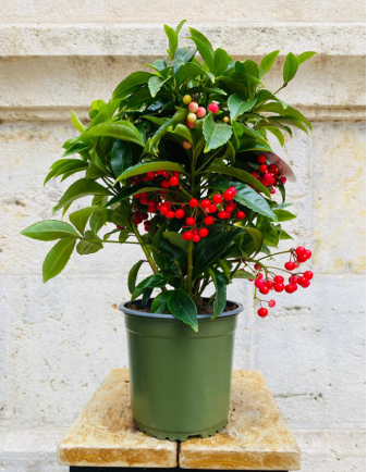 Ardisia Crenata