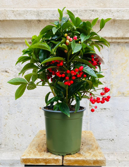 Ardisia Crenata