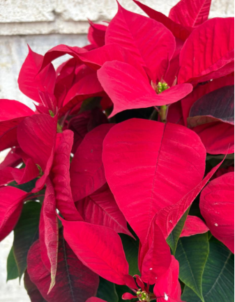 Flor de Pascua - Mediana 2