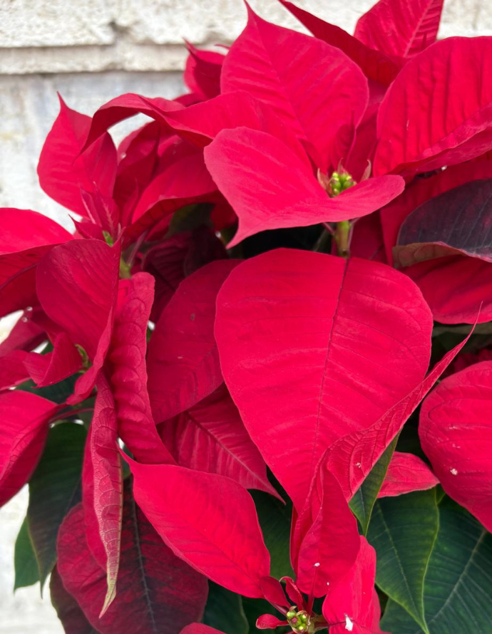 Flor de Pascua - Mediana